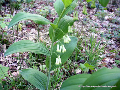 Sceau de Salomon, faux muguet