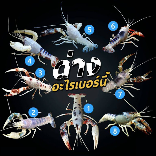 https://howto-crayfish.blogspot.com/