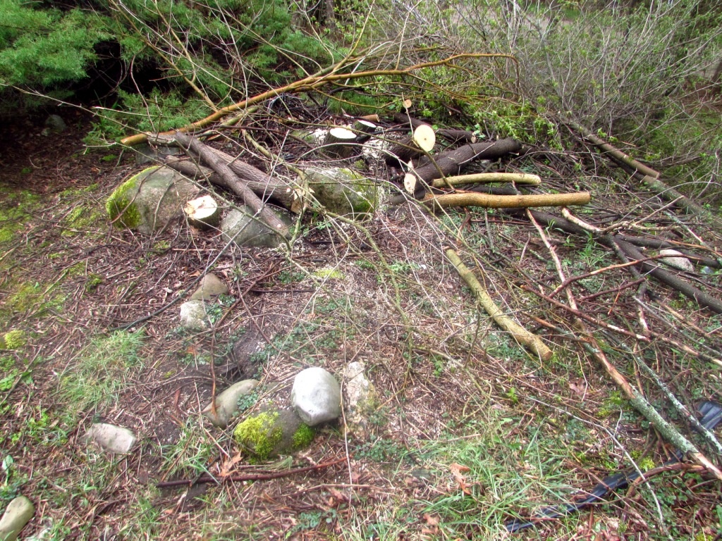 Lots of scrub trees to cut down. Now we can plant some good things in 