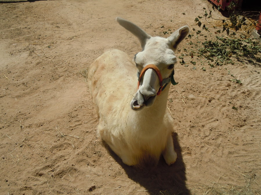 Download Funny llama photos |Funny Animal