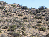 View north from Warren View Trial toward Warren Point Trail, Black Rock Canyon, Joshua Tree National Park