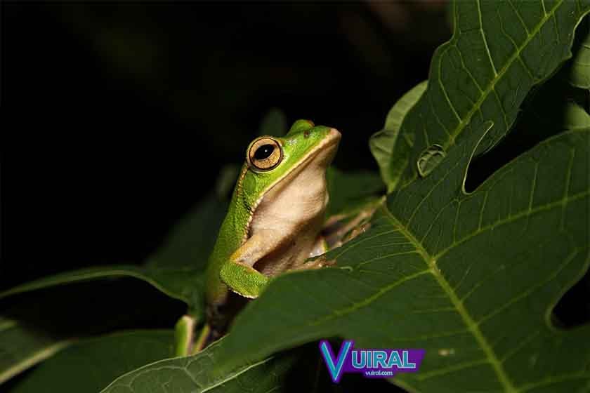 Pengertian Ciri  Ciri  Dan Contoh Hewan Amfibi  Amphibia 