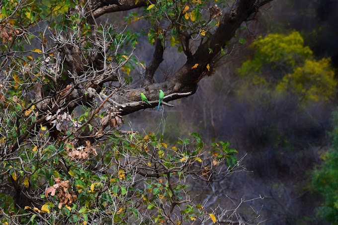 Rose-ringed Parakeet / Psittacula krameri