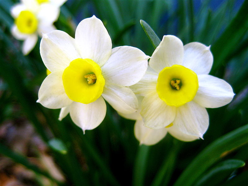 narcissus flower yellow narcissus flower narcissus flower