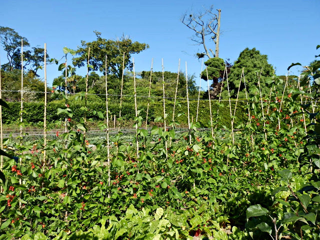 Vegetables at Lost Gardens of Heligan