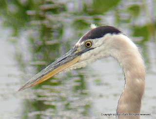 Great Blue Heron Reflections