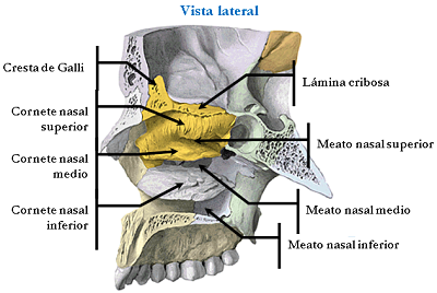 ethmoid