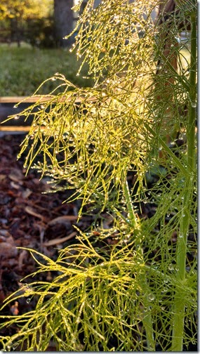 Garden 04 (11)