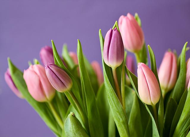 Buket bunga tulip memiliki tampilan yang menawan