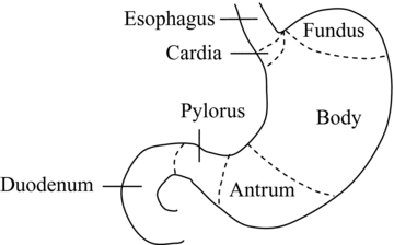 Simple stomach diagram | Stomach structure | Stomach Anatomy