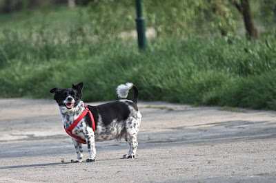 Benefits Of Personalized Dog Collars