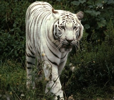 baby white tiger wallpaper. aby white tiger wallpaper.