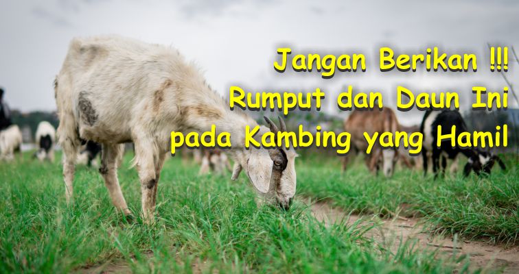 daun yang tidak boleh dimakan kambing hamil