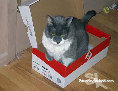 Feral Friday: Shoebox Greetings