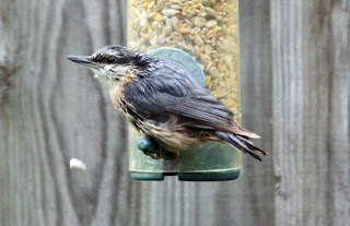 Fledgling Nuthatch