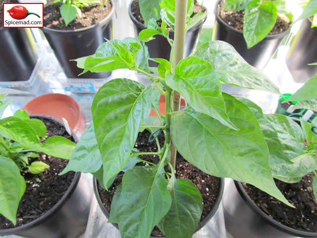 Caribbean Red Habanero - 6th May 2013