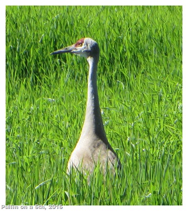 Sandhill Crane