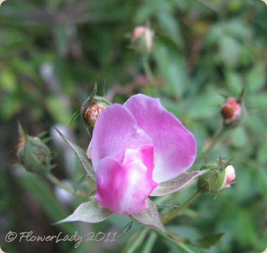 11-09-caldwells-pink