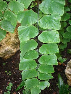  Adiantum Peruvianum 