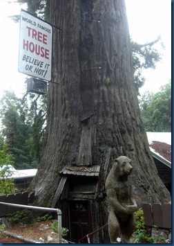 Redwoods (16)
