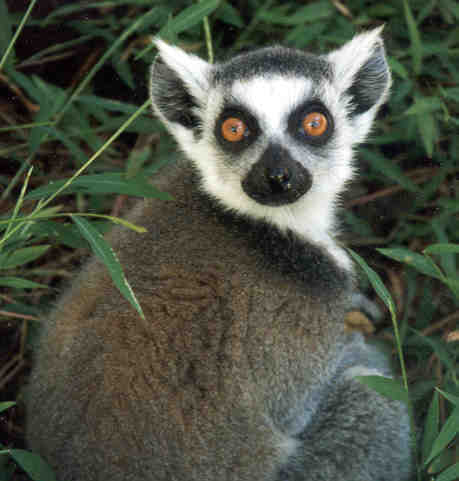 lemurs pics