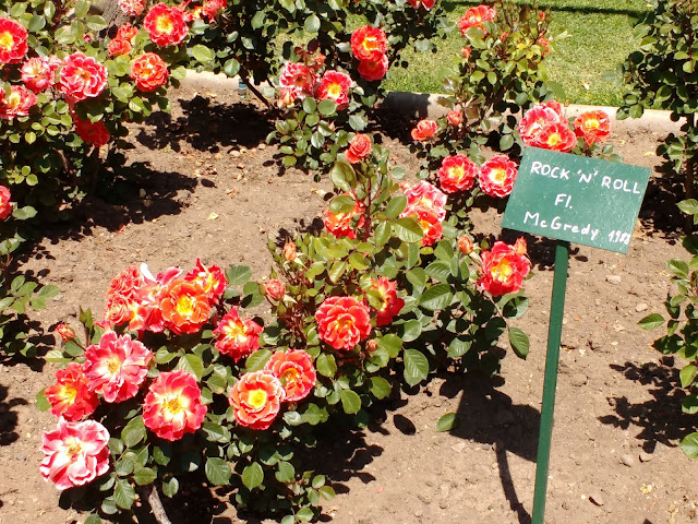 Rosaleda del Parque Araucano, Santiago de Chile