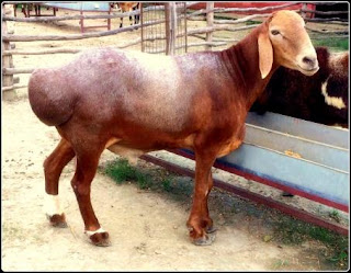 Dumba Male goat for Bakrid