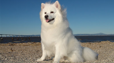 American Eskimo Dog