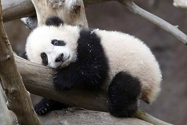 baby panda