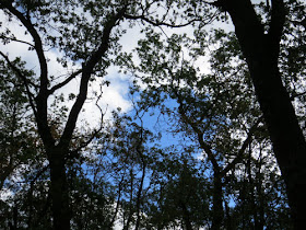 blue sky through trees