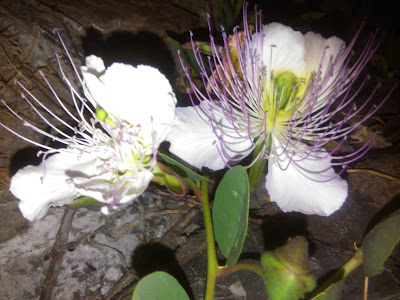 flores de alcaparra