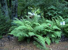 southern shield fern