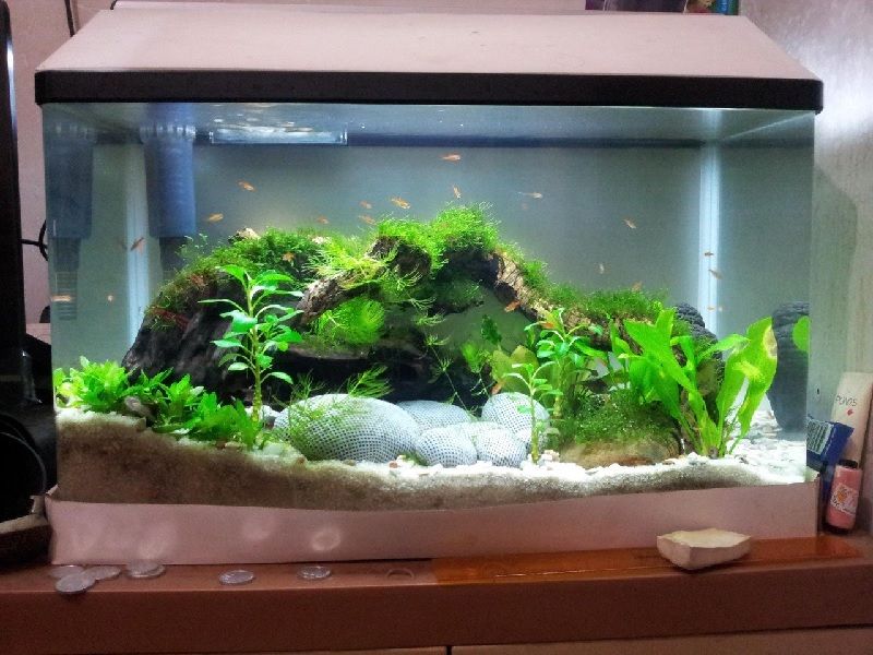 Beli Aquarium  Baru Mending Cari Yang Jual Aquarium  Bekas 