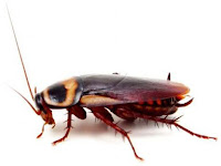 Cockroach Animal Pictures