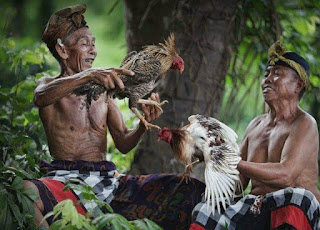 Carcan Siap dan  Lontar Pengayam-ayaman dalam Tajen Bali