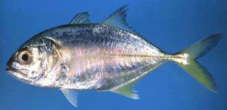 Caranx sexfasciatus