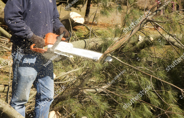 tree-cutting-singapore.jpg