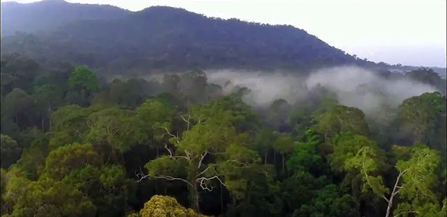 Taman Nasional Gunung Palung (TNGP)