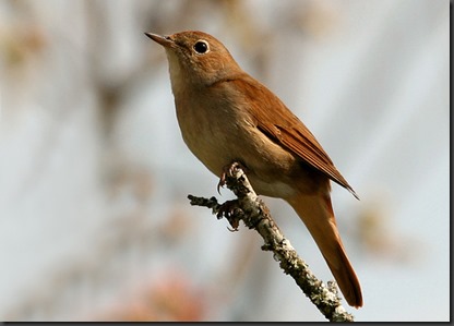 luscinia megarhynchos
