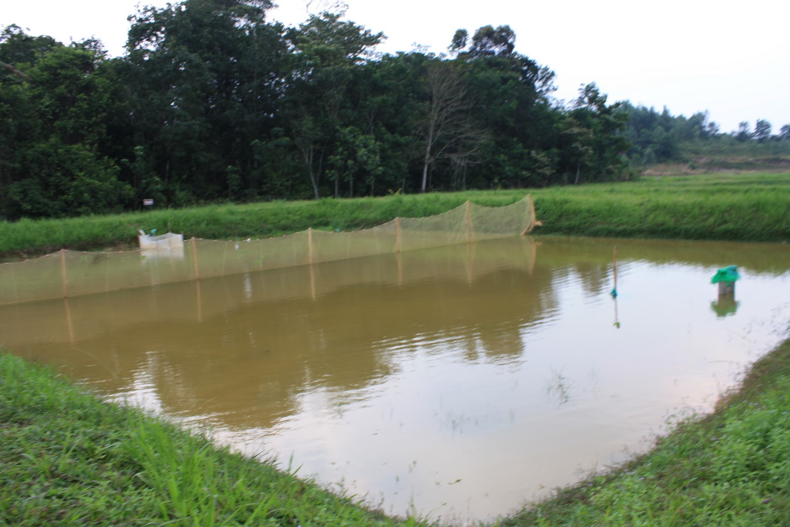 Wawa Apple TERNAKAN IKAN AIR TAWAR