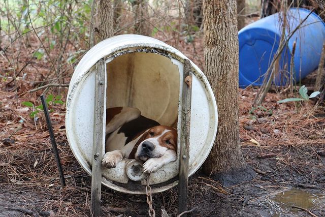 a rescued dog