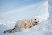 Harp seal pup! Via. Labels: seal pups · Email ThisBlogThis! (harp seal pup )