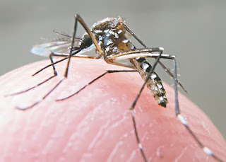febre-chikungunya-ja-matou-uma-pessoa-em-Beberibe