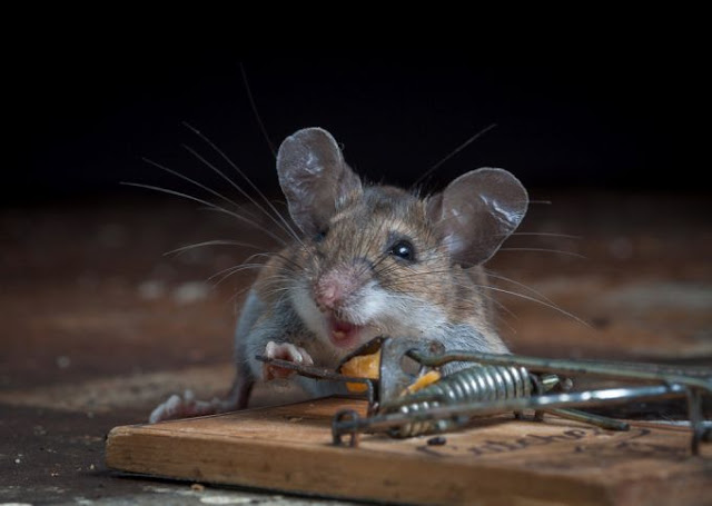 Mouse and cheese in a mousetrap, Paul Turton, mouse photos