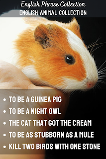 English Phrase Collection | English Animal Collection Part 3 |  To be a guinea pig, To be a night owl, The cat that got the cream, To be as stubborn as a mule, Kill two birds with one stone