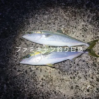 泳がせ釣りで釣ったブリ2匹