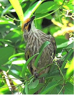 Cucak rawa,Straw-headed Bulbul ,cucak