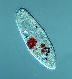 Rangkuman Biologi Protista