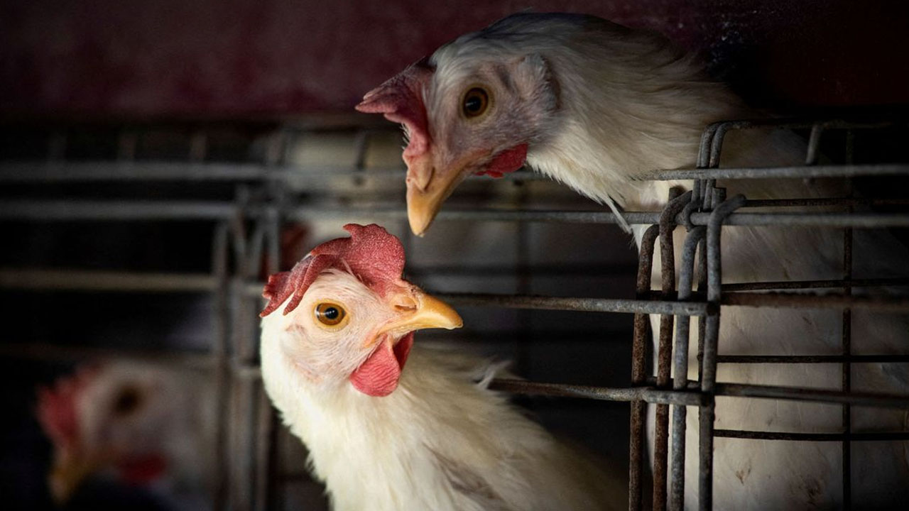 Ministério declara estado de emergência zoossanitária devido à gripe aviária no Brasil