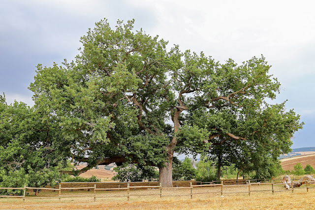 quercia delle checche pienza toscana val d'orcia siena ancient tree